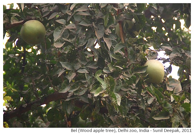 Indian trees - Bel, Delhi, India, images by Sunil Deepak, 2011