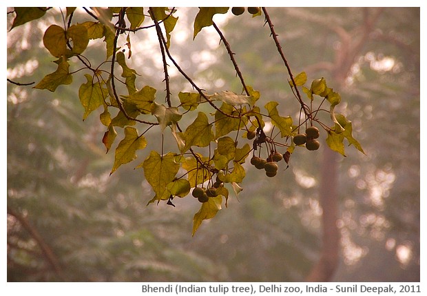 Indian trees - Indian tulip tree, Delhi, India, images by Sunil Deepak, 2011