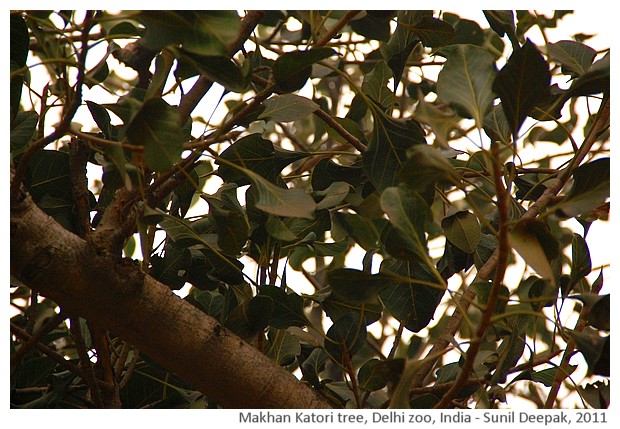 Indian trees - Makhan Katori, Delhi, India, images by Sunil Deepak, 2011