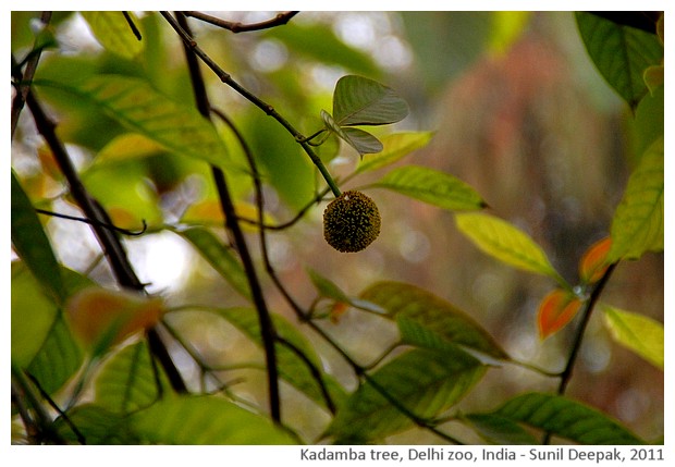 Indian trees - Kadamba, Delhi, India, images by Sunil Deepak, 2011