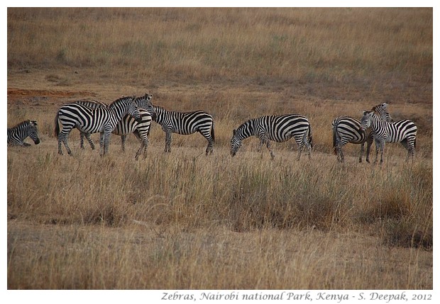 Nairobi National Park animals, Kenya