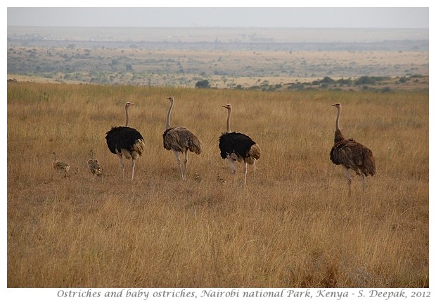 Nairobi National Park animals, Kenya