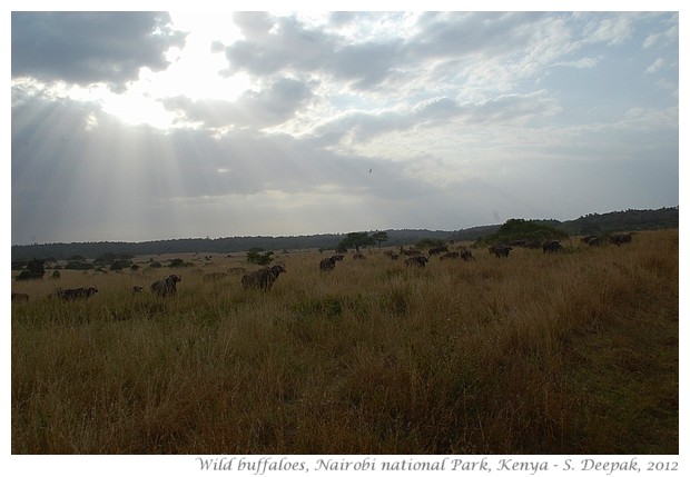 Nairobi National Park animals, Kenya