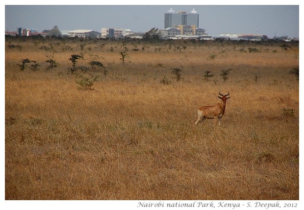 Nairobi National Park animals, Kenya