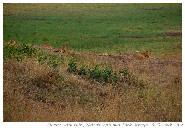 Nairobi National Park animals, Kenya