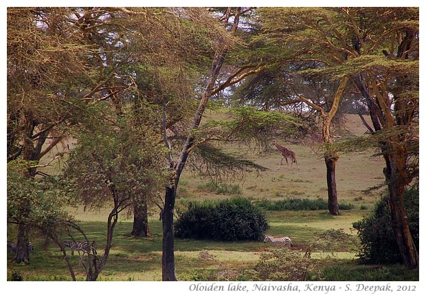 Images from Kenya travel, Sept 2012 - S. Deepak, 2012