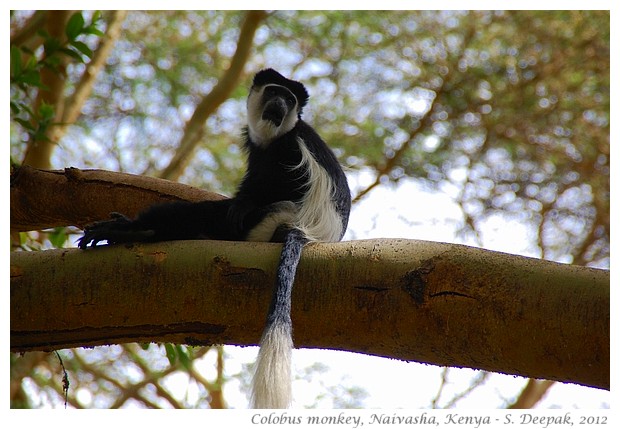 Images from Kenya travel, Sept 2012 - S. Deepak, 2012