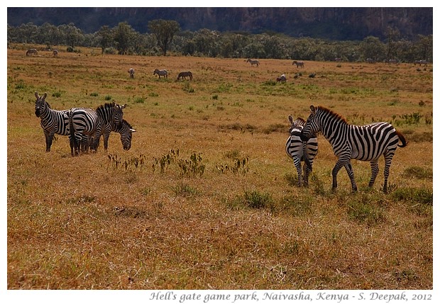 Images from Kenya travel, Sept 2012 - S. Deepak, 2012