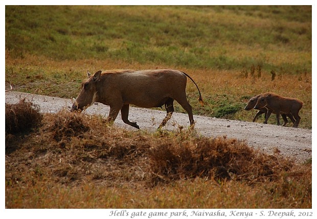 Images from Kenya travel, Sept 2012 - S. Deepak, 2012