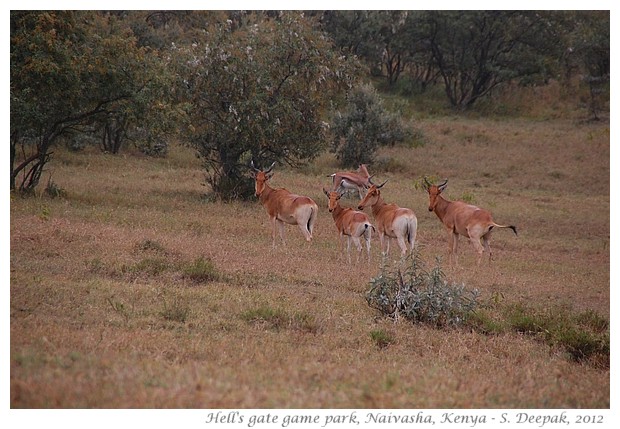 Images from Kenya travel, Sept 2012 - S. Deepak, 2012