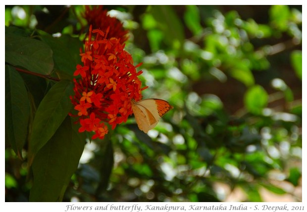 best of nature and wildlife pictures - S. Deepak, 2011