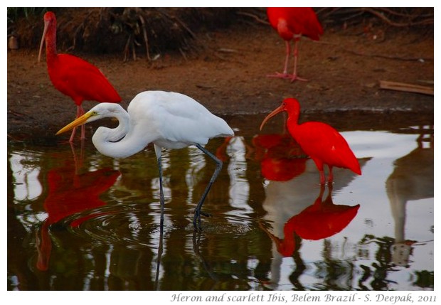 best of nature and wildlife pictures - S. Deepak, 2011