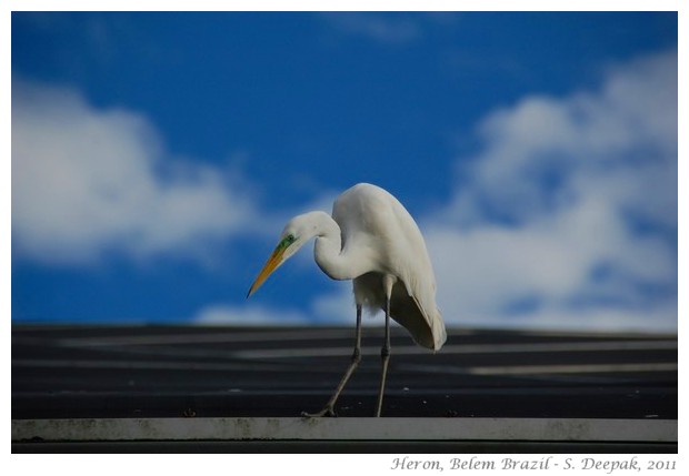 best of nature and wildlife pictures - S. Deepak, 2011