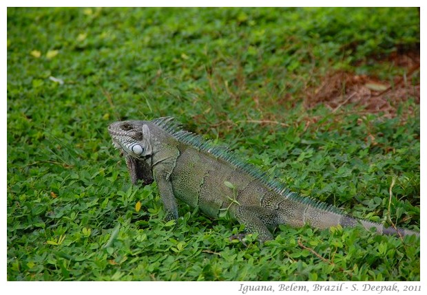 best of nature and wildlife pictures - S. Deepak, 2011