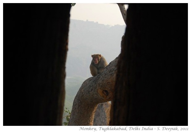 best of nature and wildlife pictures - S. Deepak, 2011