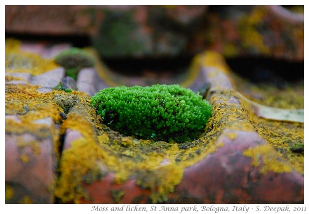 best of nature and wildlife pictures - S. Deepak, 2011