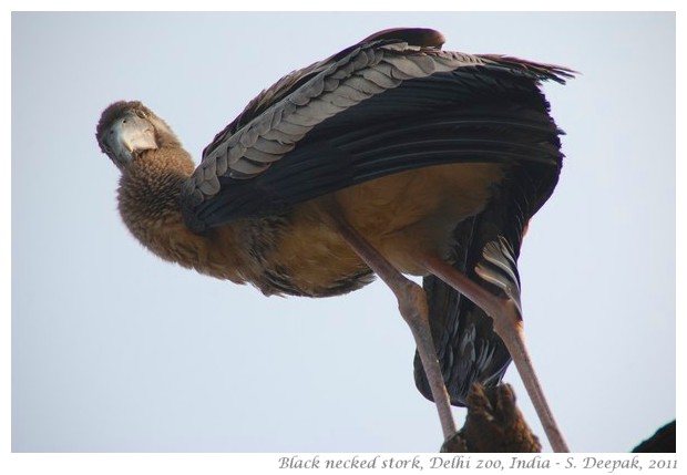 best of nature and wildlife pictures - S. Deepak, 2011