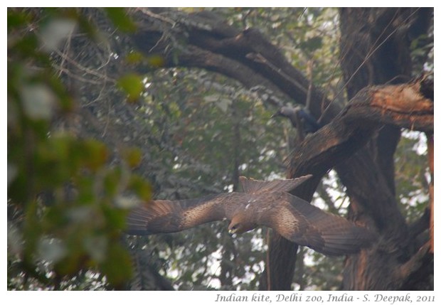 best of nature and wildlife pictures - S. Deepak, 2011