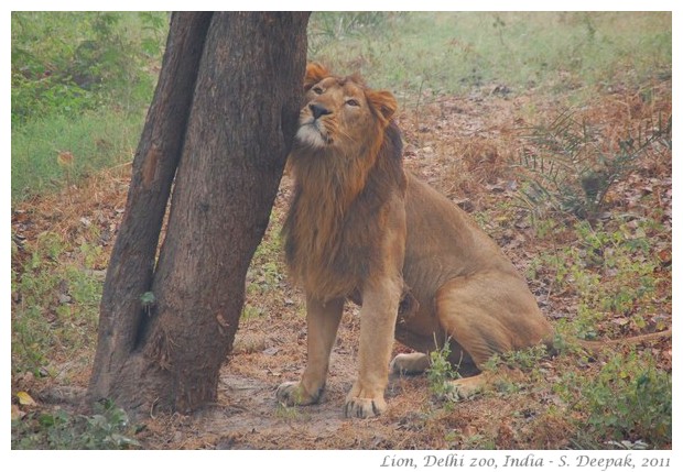 best of nature and wildlife pictures - S. Deepak, 2011