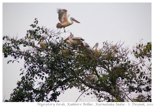 best of nature and wildlife pictures - S. Deepak, 2011