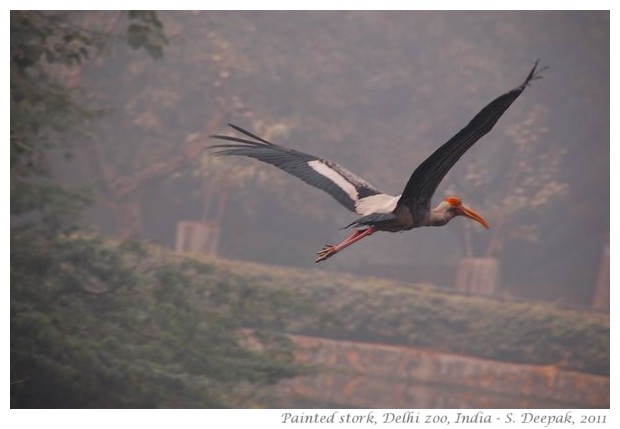 best of nature and wildlife pictures - S. Deepak, 2011