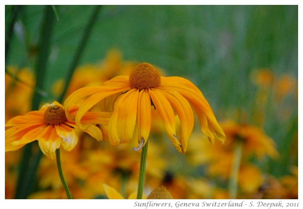 best of nature and wildlife pictures - S. Deepak, 2011