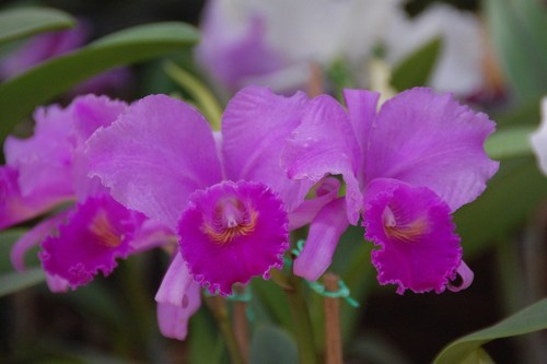 Beautiful orchids - free wallpapers by Sunil Deepak
