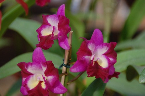 Beautiful orchids - free wallpapers by Sunil Deepak