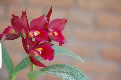 Beautiful orchids - free wallpapers by Sunil Deepak
