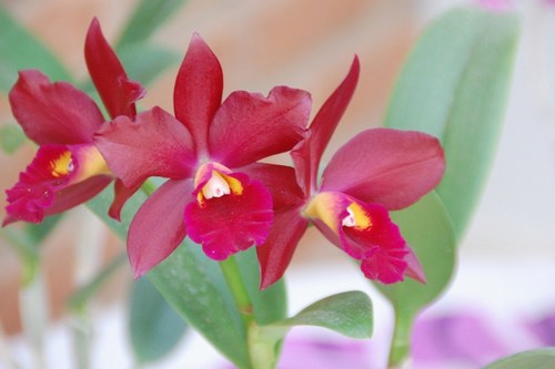 Beautiful orchids - free wallpapers by Sunil Deepak