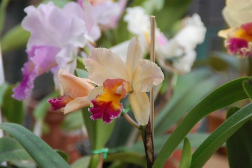 Beautiful orchids - free wallpapers by Sunil Deepak