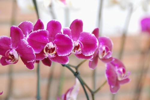 Beautiful orchids - free wallpapers by Sunil Deepak