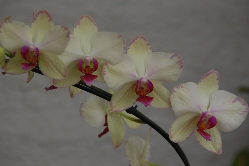 Beautiful orchids - free wallpapers by Sunil Deepak
