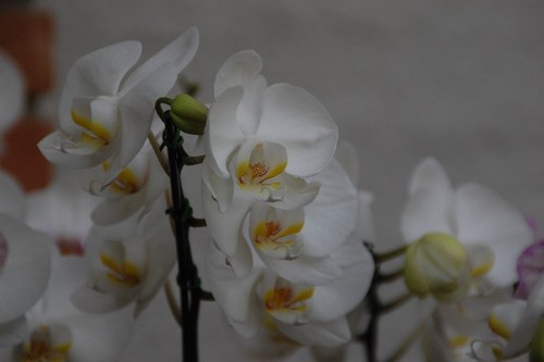 Beautiful orchids - free wallpapers by Sunil Deepak
