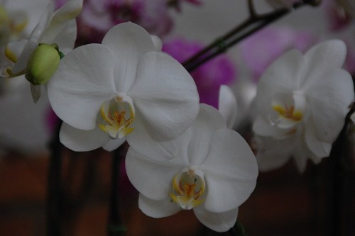 Beautiful orchids - free wallpapers by Sunil Deepak