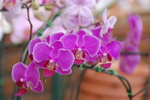 Beautiful orchids - free wallpapers by Sunil Deepak