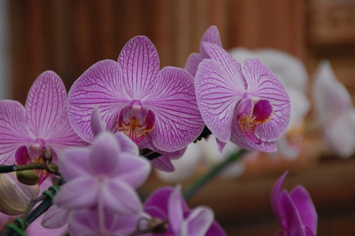 Beautiful orchids - free wallpapers by Sunil Deepak