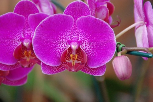 Beautiful orchids - free wallpapers by Sunil Deepak