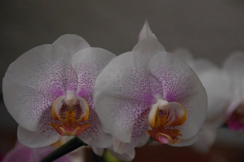 Beautiful orchids - free wallpapers by Sunil Deepak