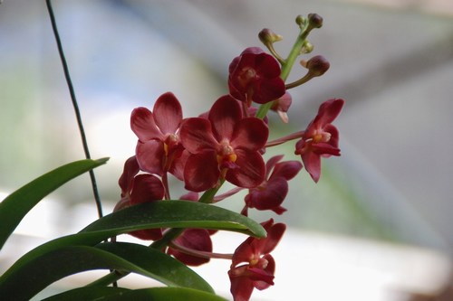 Beautiful orchids - free wallpapers by Sunil Deepak