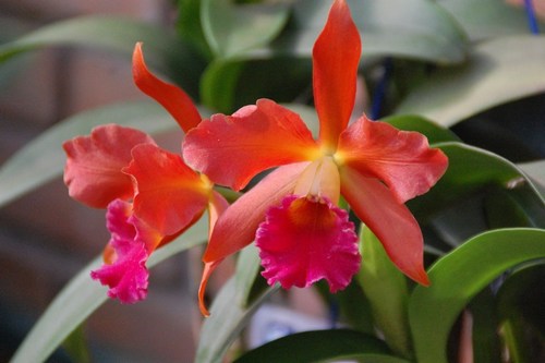 Beautiful orchids - free wallpapers by Sunil Deepak