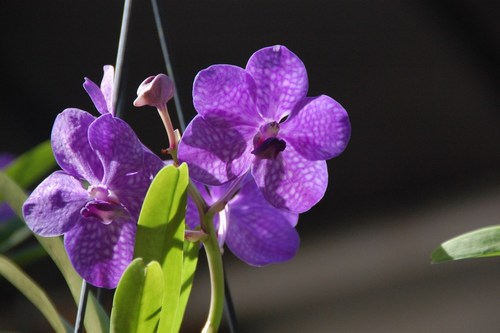 Beautiful orchids - free wallpapers by Sunil Deepak