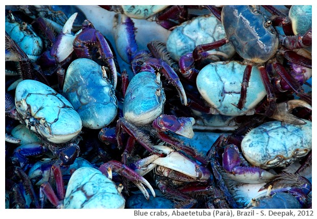 Blue crabs, Abaeteuba, Parà, Brazil - S. Deepak, 2012