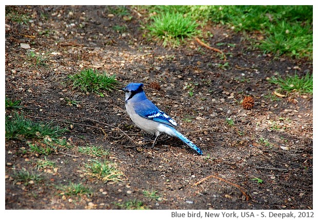 Blue bird, New York, USA - S. Deepak, 2012