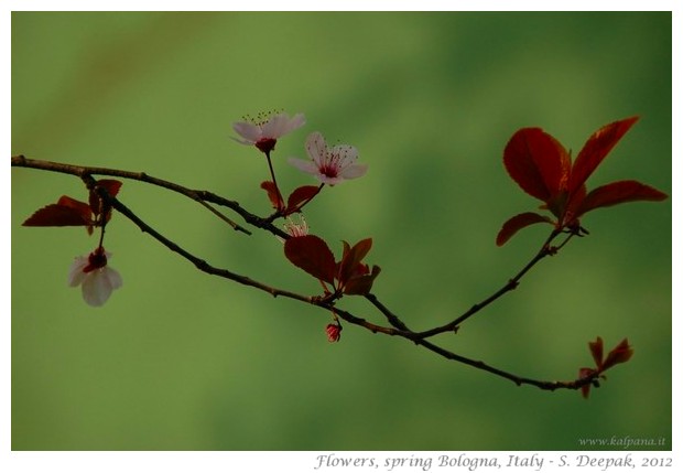 Beautiful free wall papers from Spring 2012 - S. Deepak, 2012