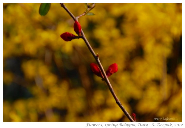 Beautiful free wall papers from Spring 2012 - S. Deepak, 2012