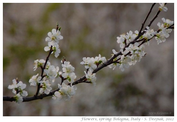 Beautiful free wall papers from Spring 2012 - S. Deepak, 2012