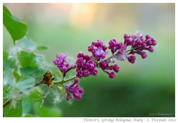 Beautiful free wall papers from Spring 2012 - S. Deepak, 2012
