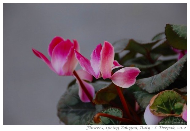 Beautiful free wall papers from Spring 2012 - S. Deepak, 2012