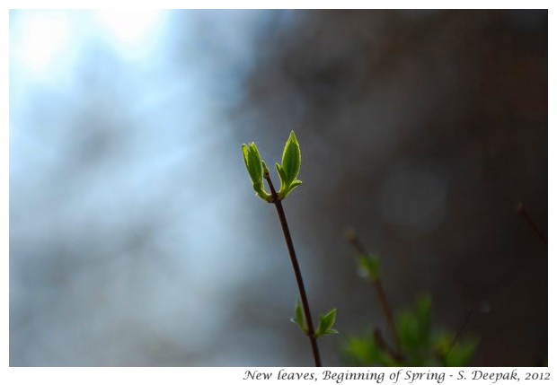 Beginning of spring, Bologna, Italy - S. Deepak, 2012